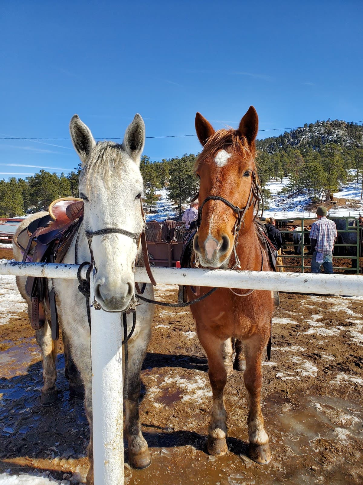 Sombrero Stables